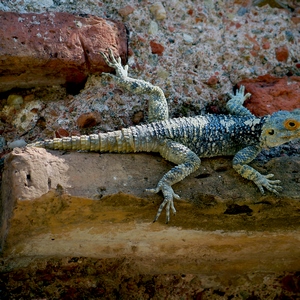 Collection de photos clin d'oeil de la catégorie Animaux